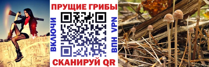 Галлюциногенные грибы Magic Shrooms  даркнет сайт  Соль-Илецк 